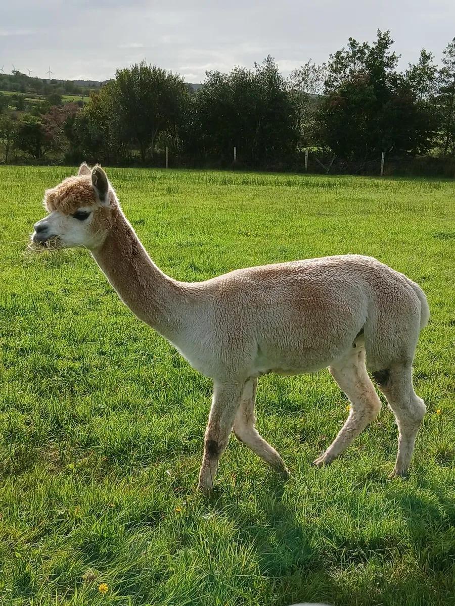 Alpacas - Image 1
