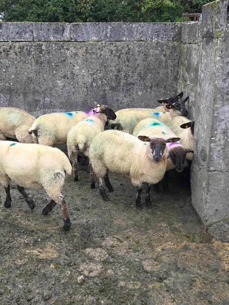 ewe lambs - Image 3