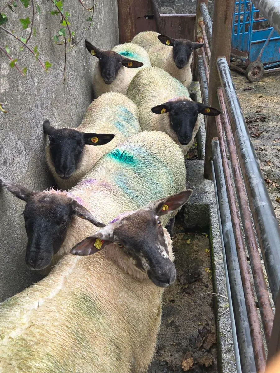 ewe lambs - Image 4