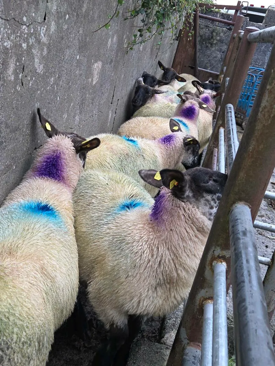 ewe lambs - Image 1