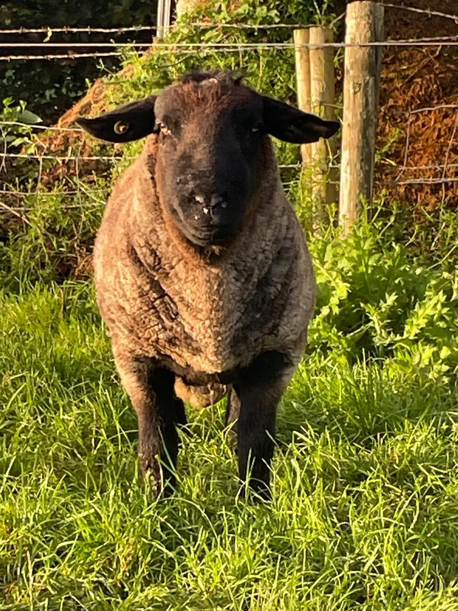 Suffolk Ram - Image 1
