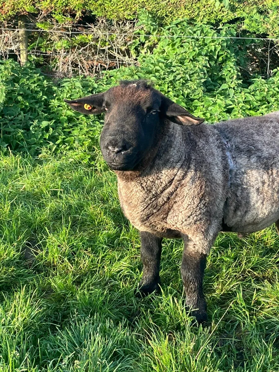 Suffolk Ram - Image 2