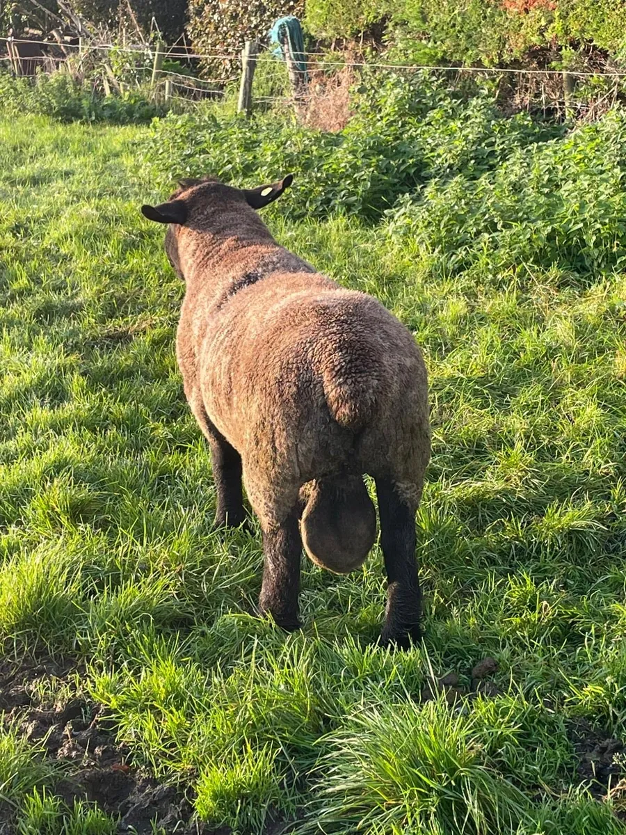 Suffolk Ram - Image 3