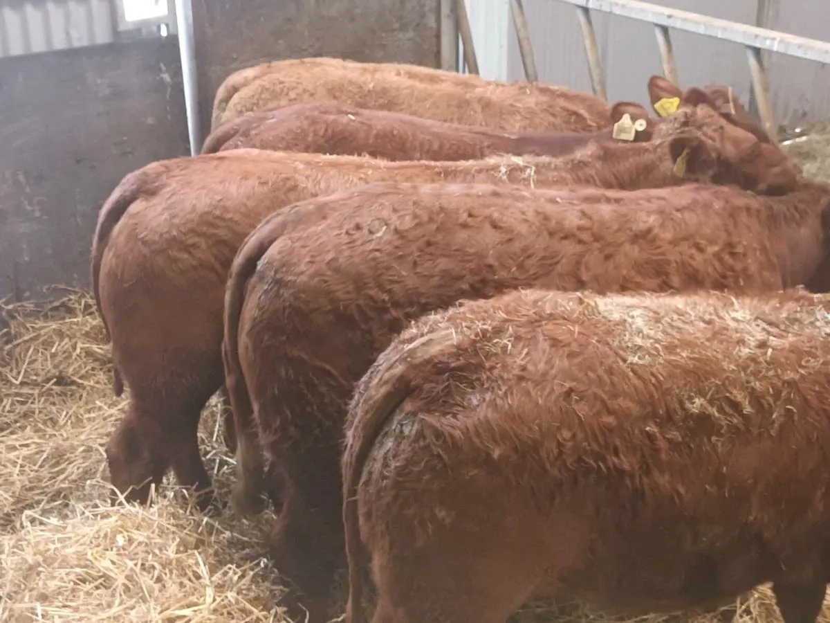 5 Super  LMX  Heifer's for sale - Image 1