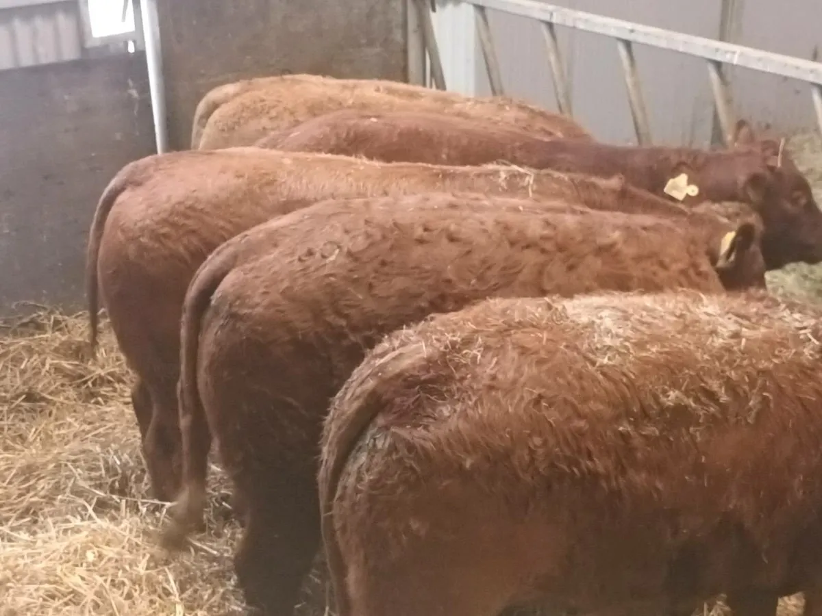 5 Super  LMX  Heifer's for sale - Image 2