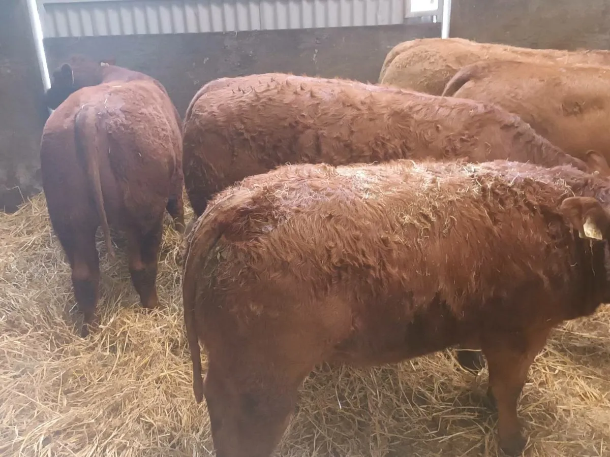 5 Super  LMX  Heifer's for sale - Image 3