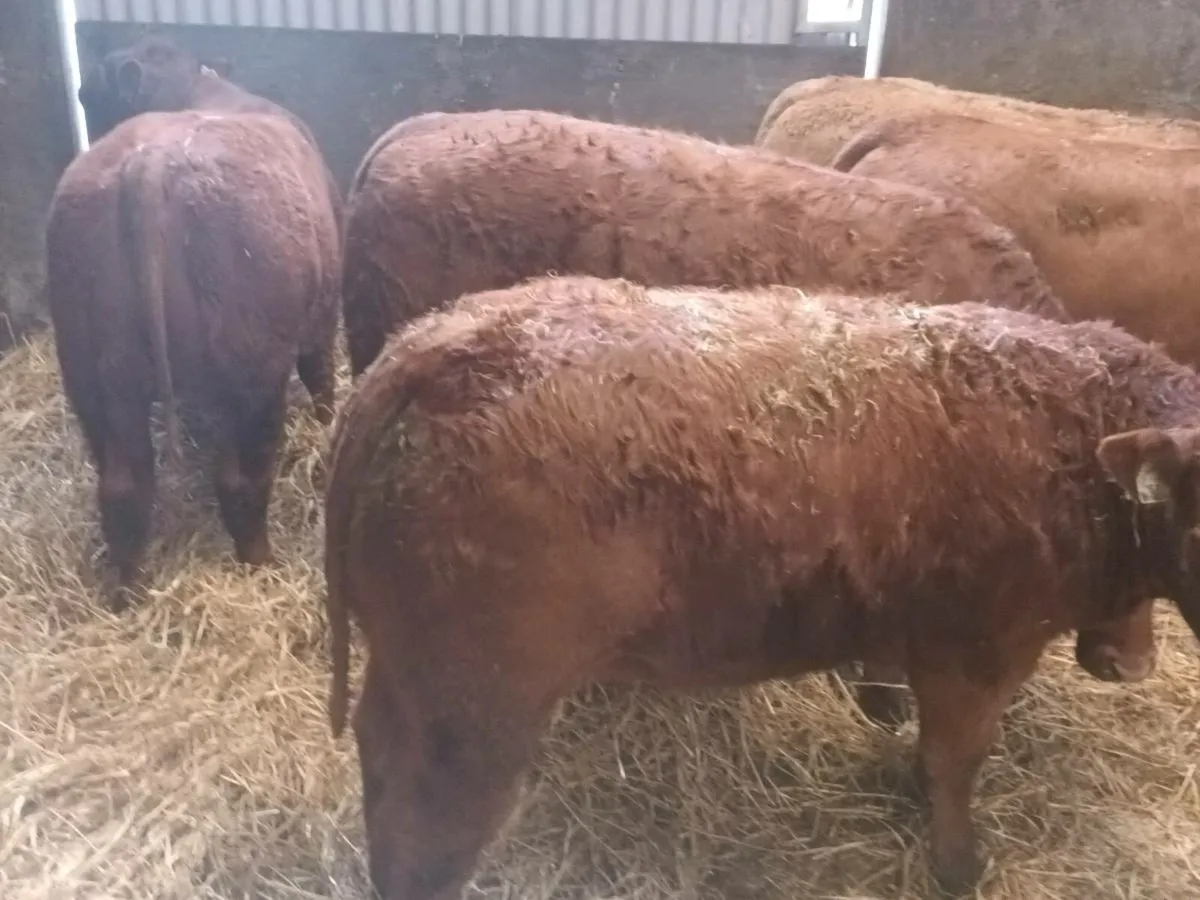 5 Super  LMX  Heifer's for sale - Image 4