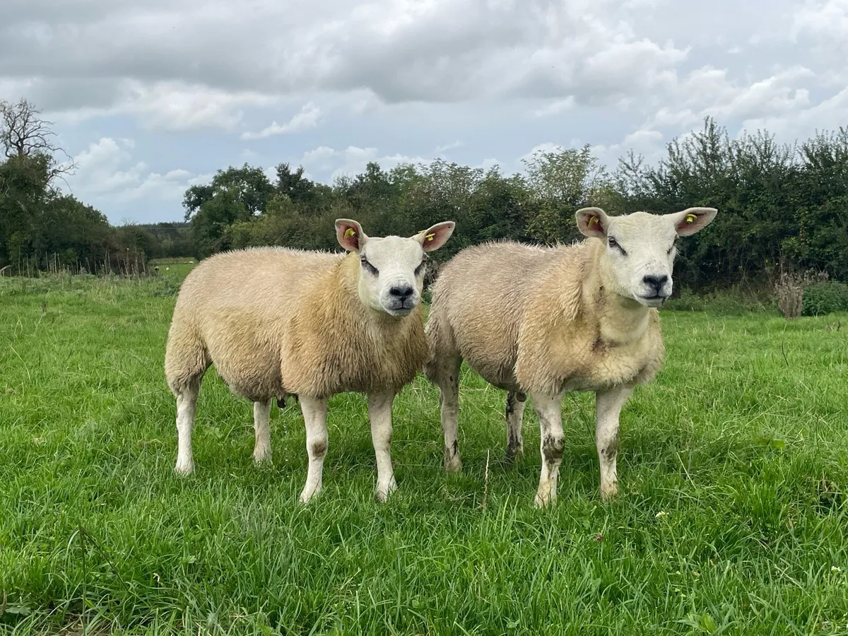 Texel rams / SIS available - Image 1