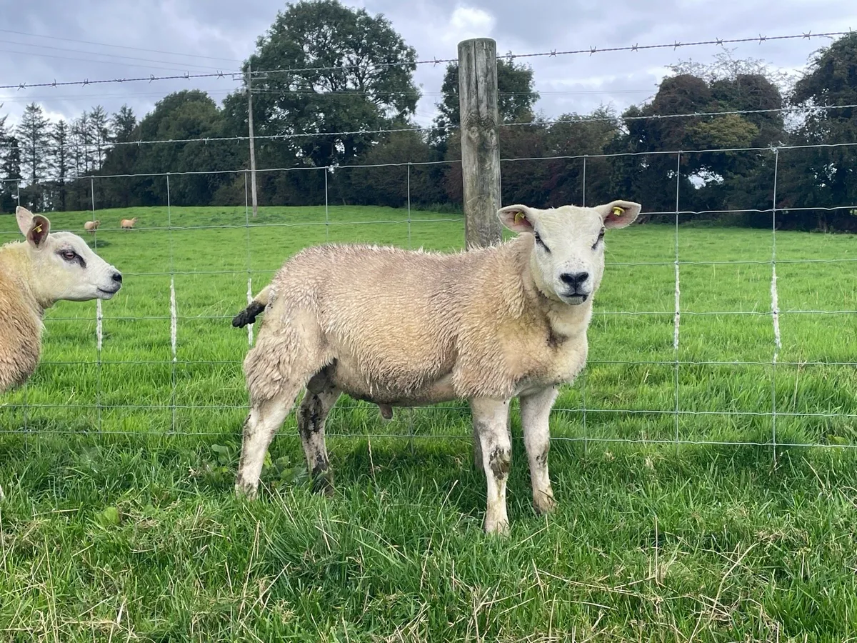 Texel rams / SIS available - Image 2