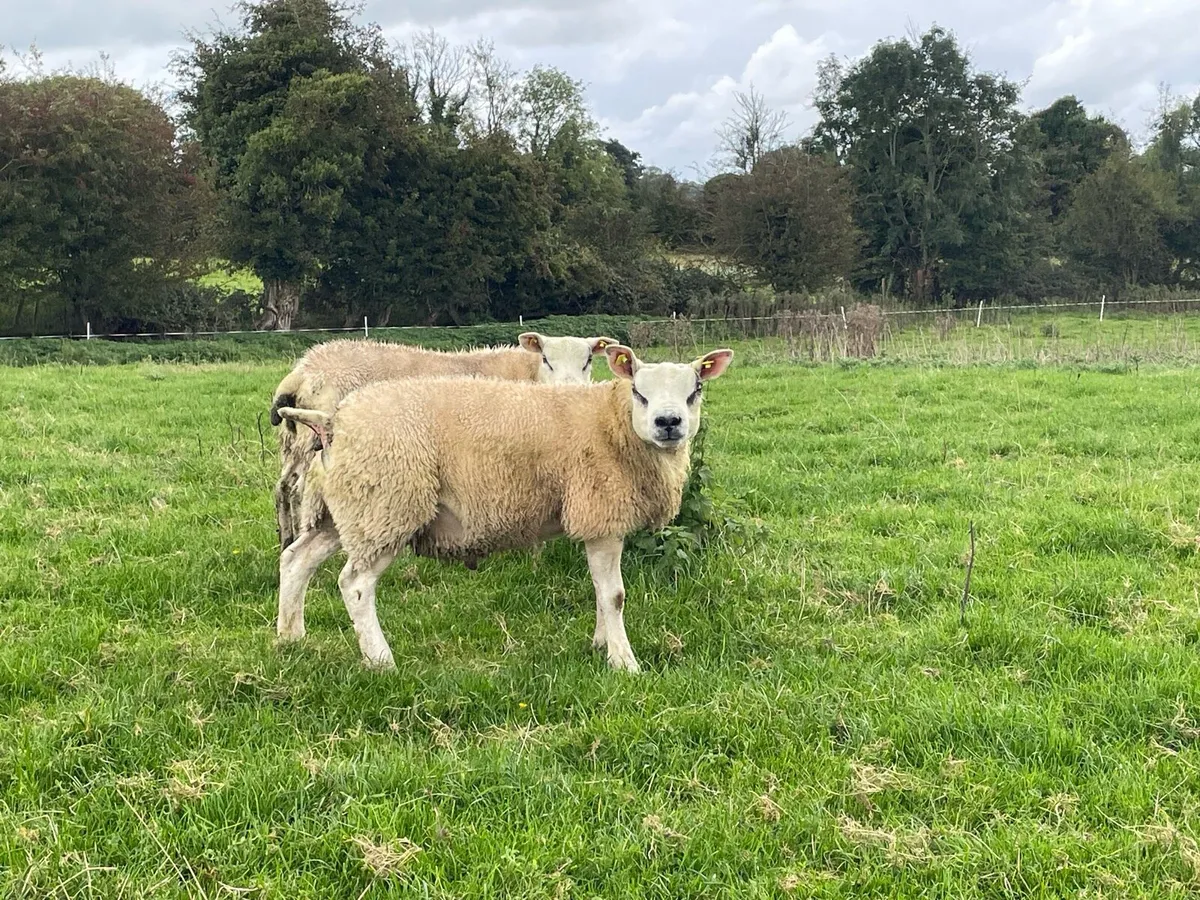 Texel rams / SIS available - Image 3