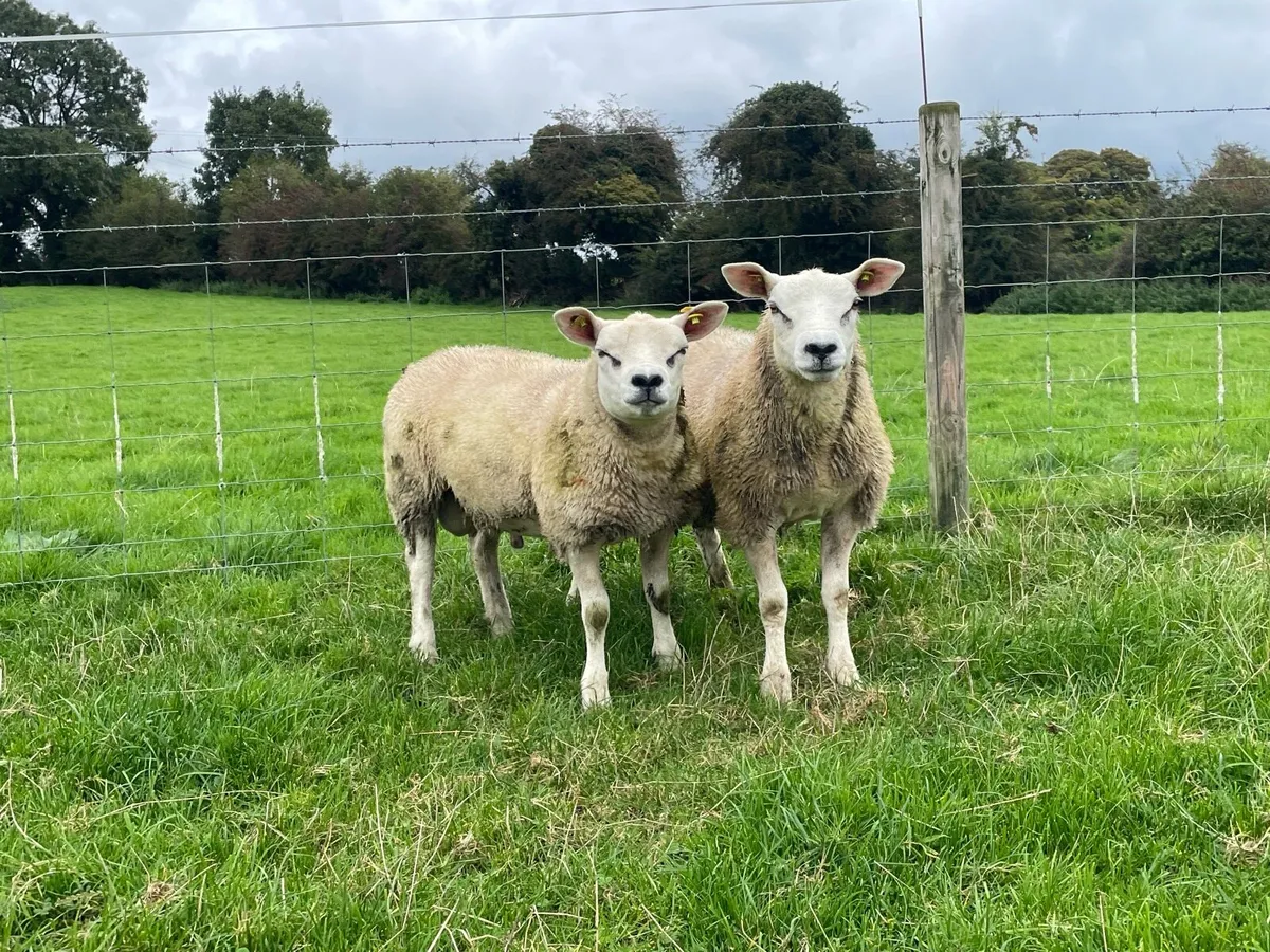 Texel rams / SIS available - Image 4