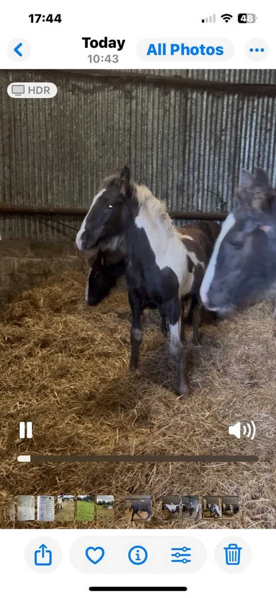 Foals for sale - Image 2