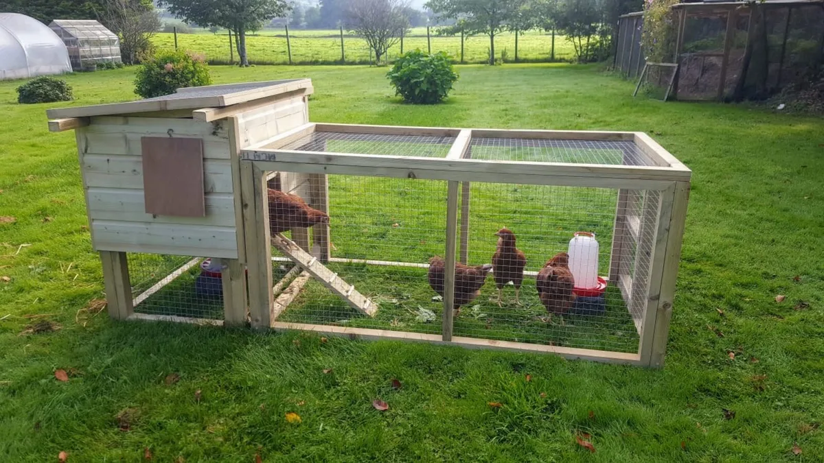 henpecked.ie coops sale we deliver and setup - Image 2