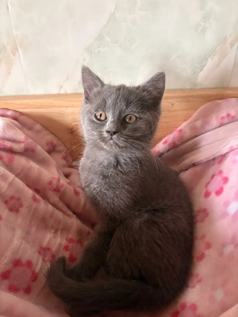 British blue x Ragdoll kittens - Image 1