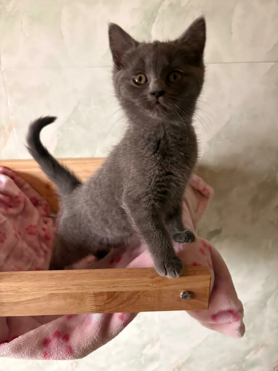 British blue x Ragdoll kittens - Image 2