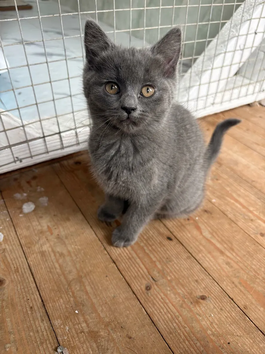 British blue x Ragdoll kittens - Image 3