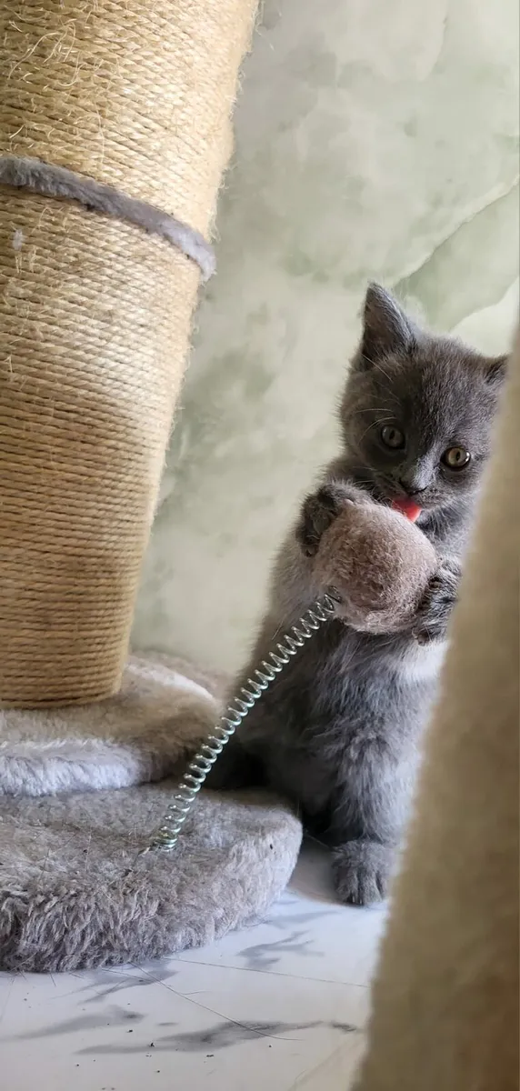 British blue x Ragdoll kittens - Image 4