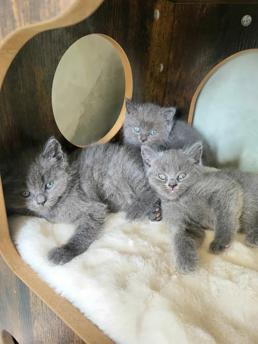 Blue British Shorthaired x Ragdoll kittens - Image 2