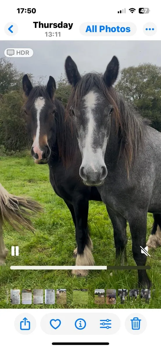 12 horses for sale - Image 1