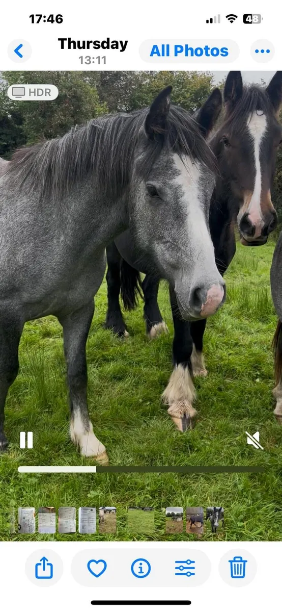12 horses for sale - Image 3