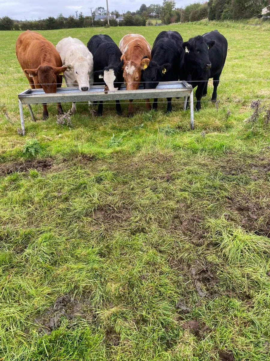 6 Super breeding weanling heifers - Image 1