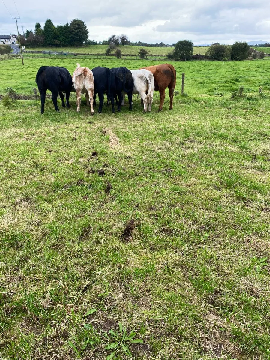 6 Super breeding weanling heifers - Image 2