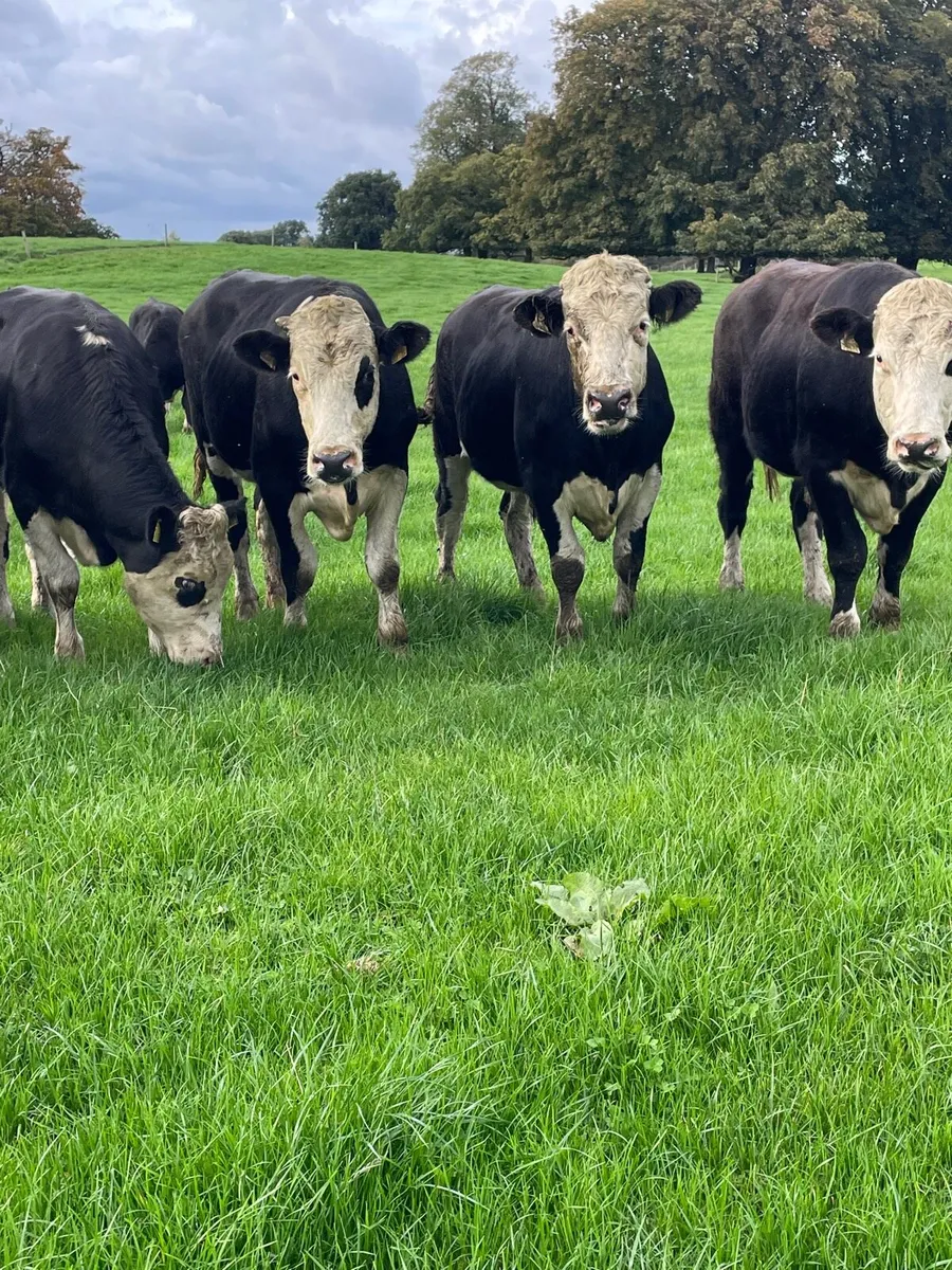 Hereford bullocks - Image 2