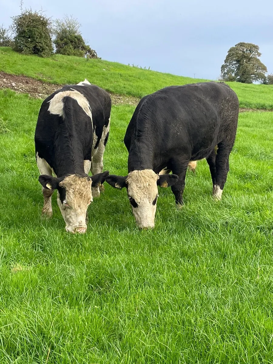 Hereford bullocks - Image 1