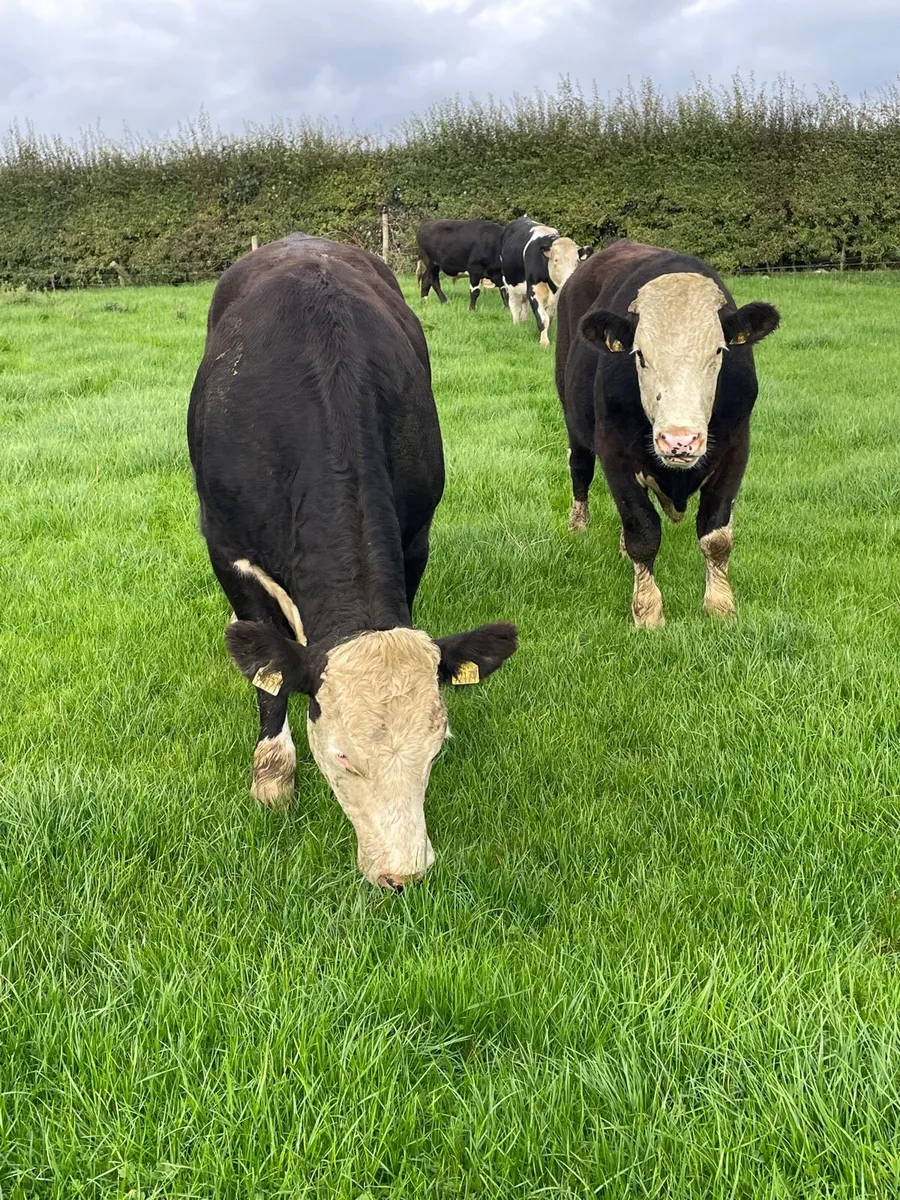 Hereford bullocks - Image 3