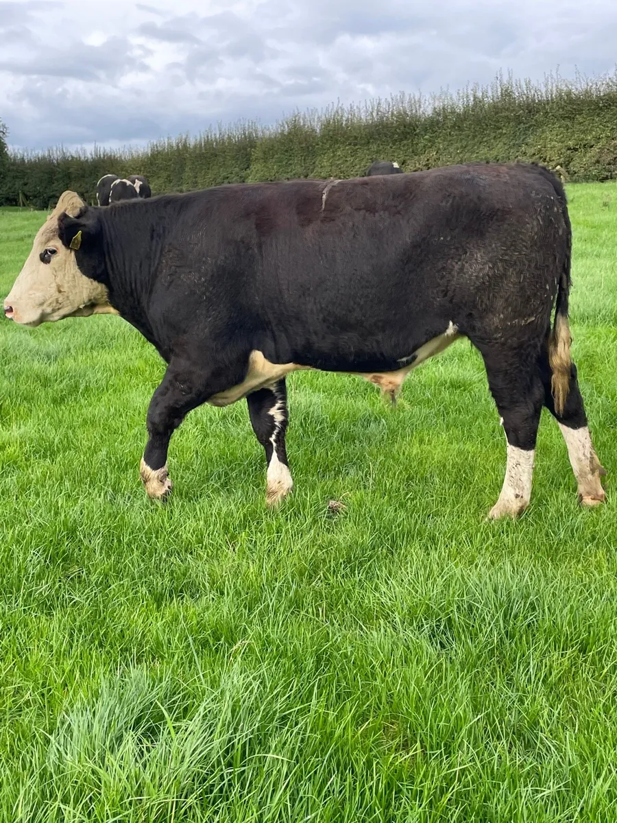 Hereford bullocks - Image 4