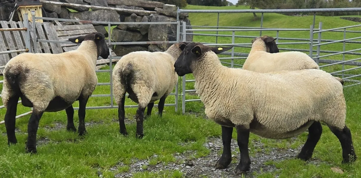 sheep - Image 2
