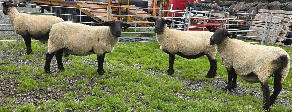 sheep - Image 3