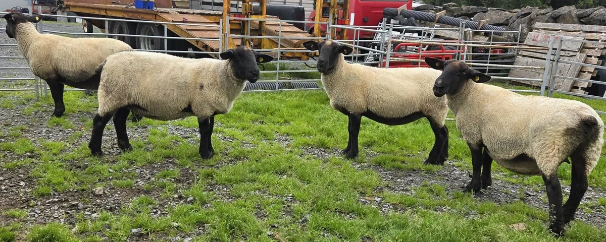 sheep - Image 4