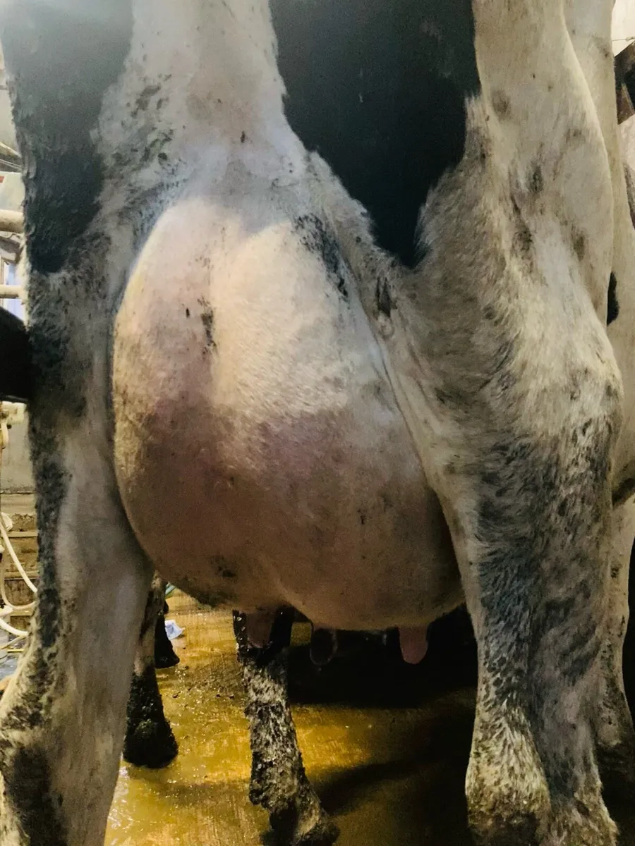 Special entry - Omagh Mart Mon 22nd Sept - Image 2