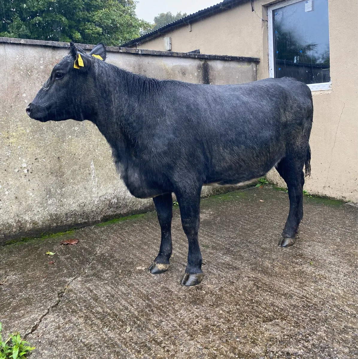 Star Rated Blue Angus Second Calver - Image 1