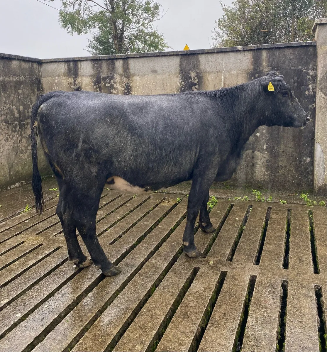 Star Rated Blue Angus Second Calver - Image 2