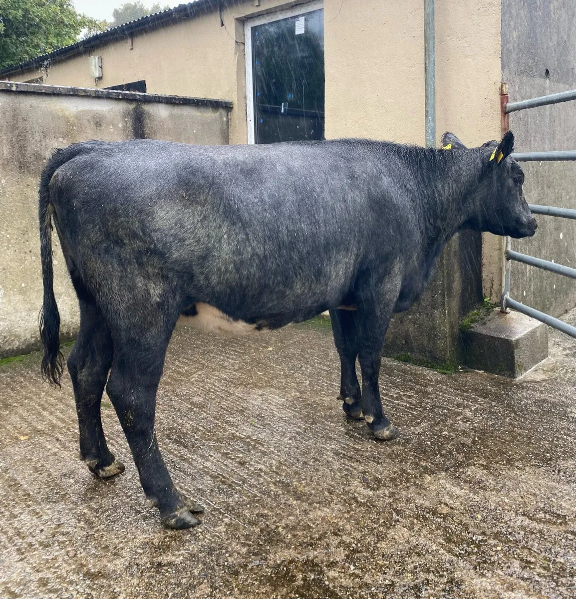 Star Rated Blue Angus Second Calver - Image 3