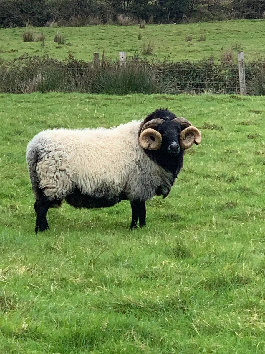Mountain Ram - Image 1