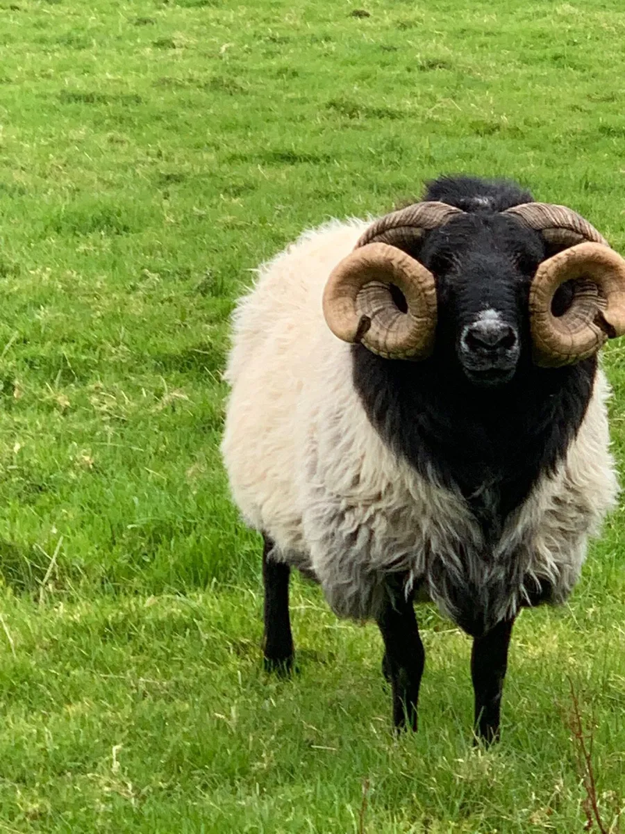 Mountain Ram - Image 2