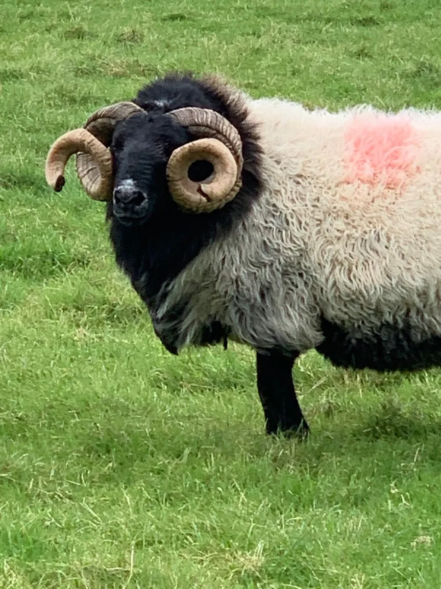Mountain Ram - Image 3