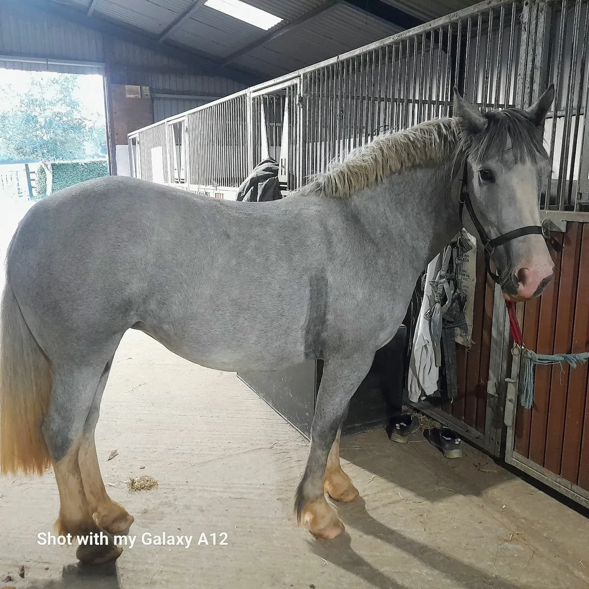 Stunning 4yo cob 150cms - Image 1