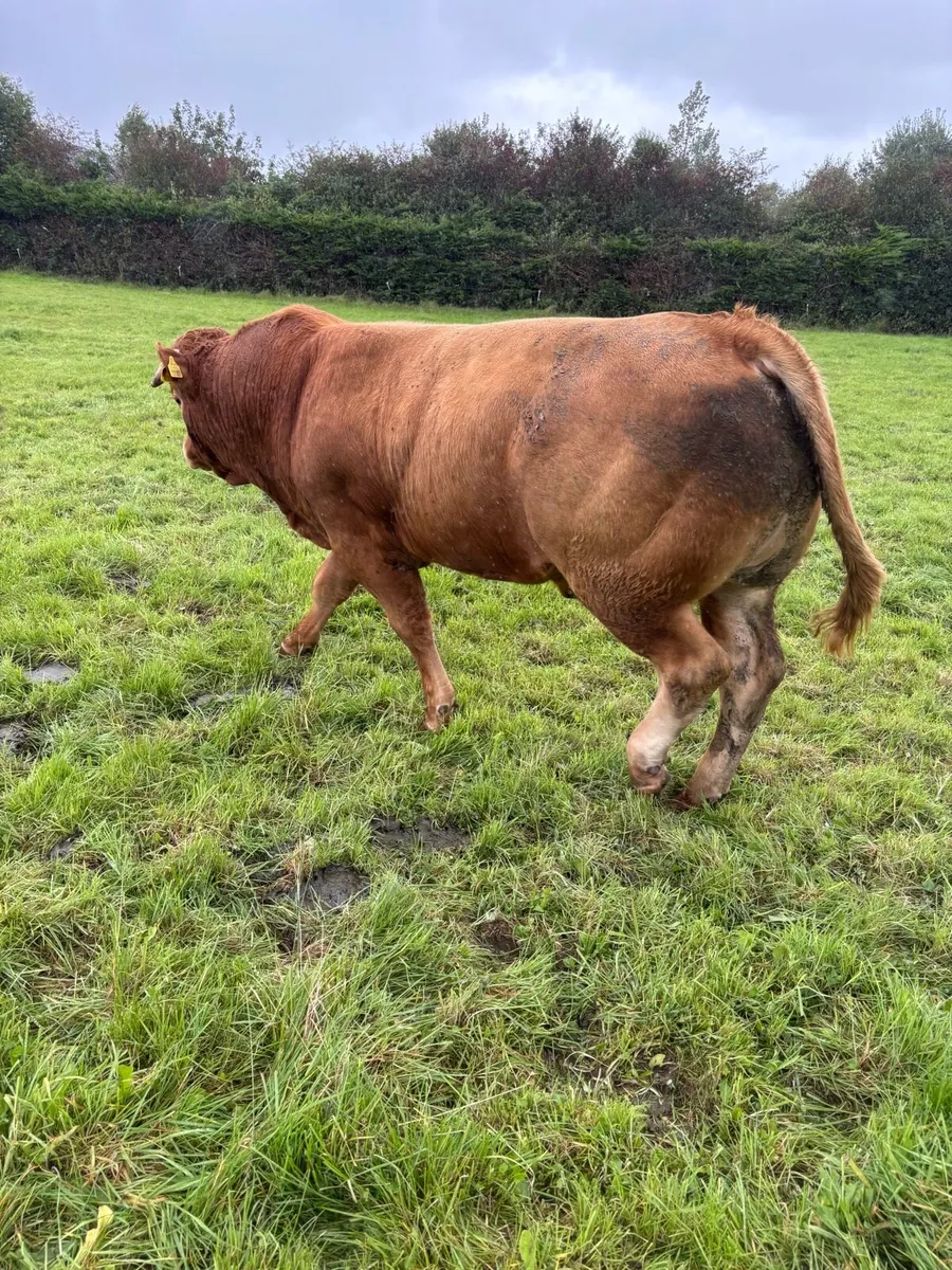 Limousin bull - Image 3