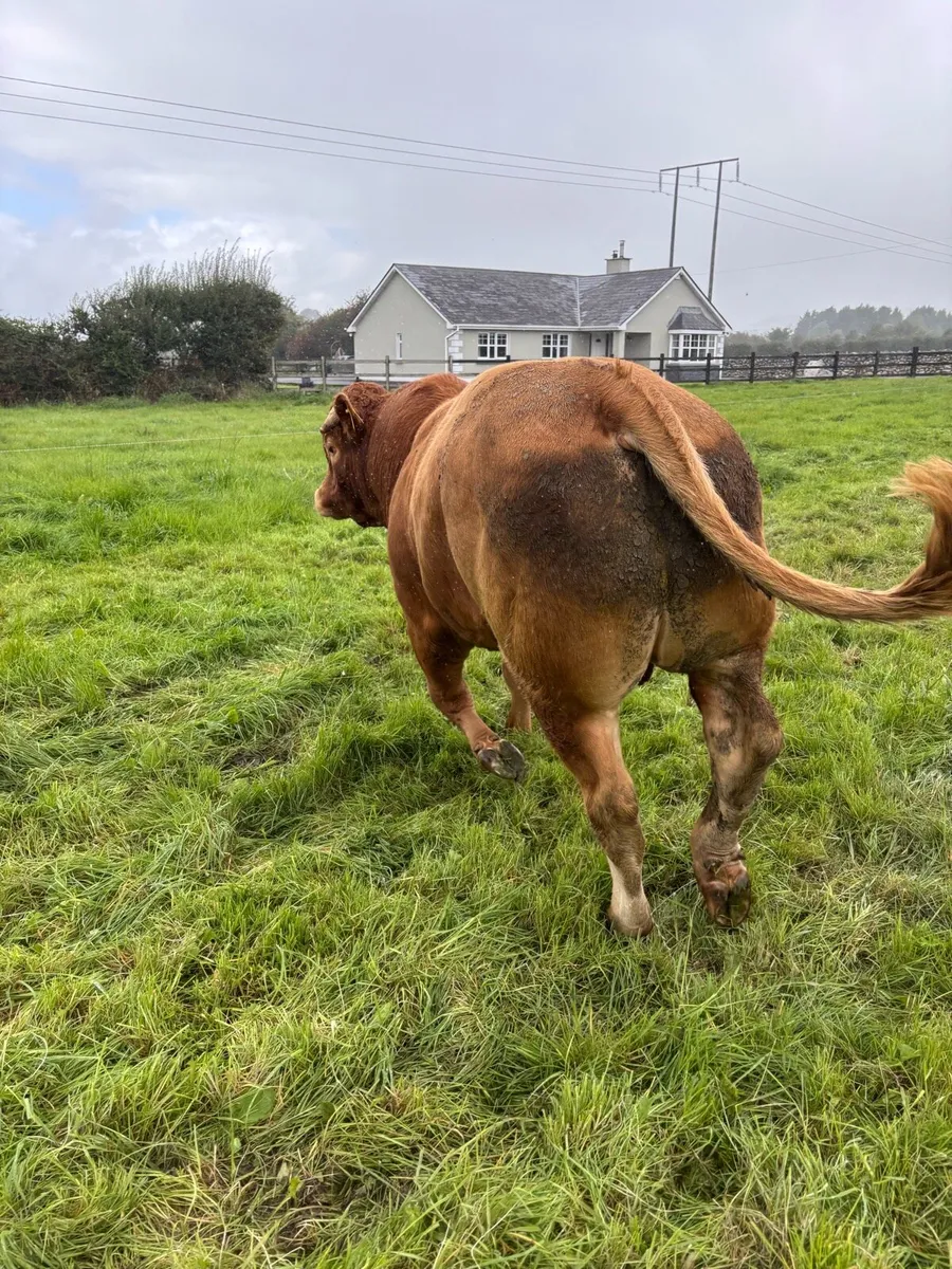 Limousin bull - Image 4