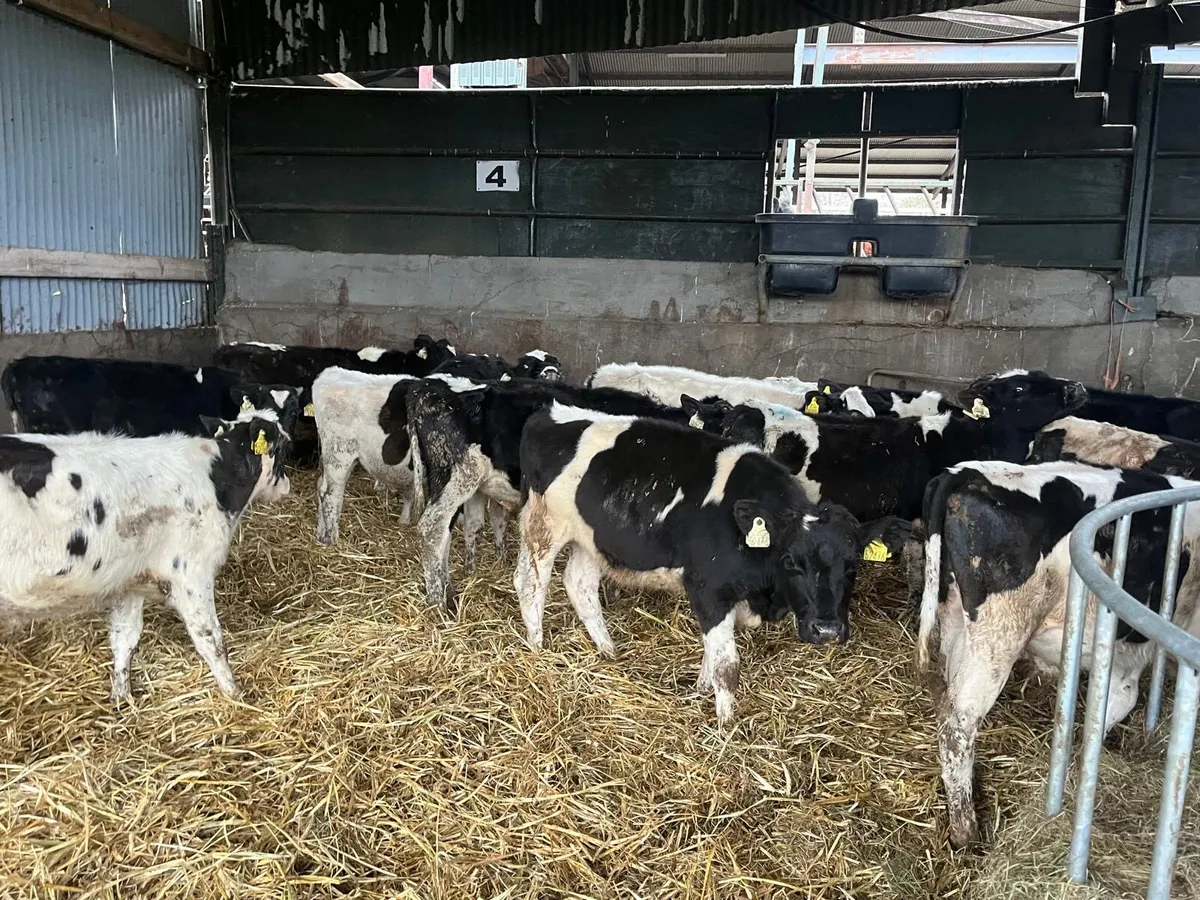 15 super British Frisian bull weanlings - Image 1