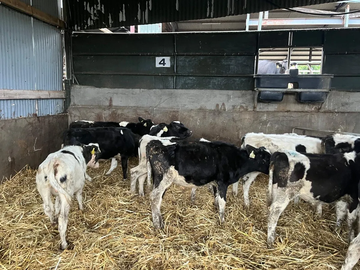 15 super British Frisian bull weanlings - Image 2