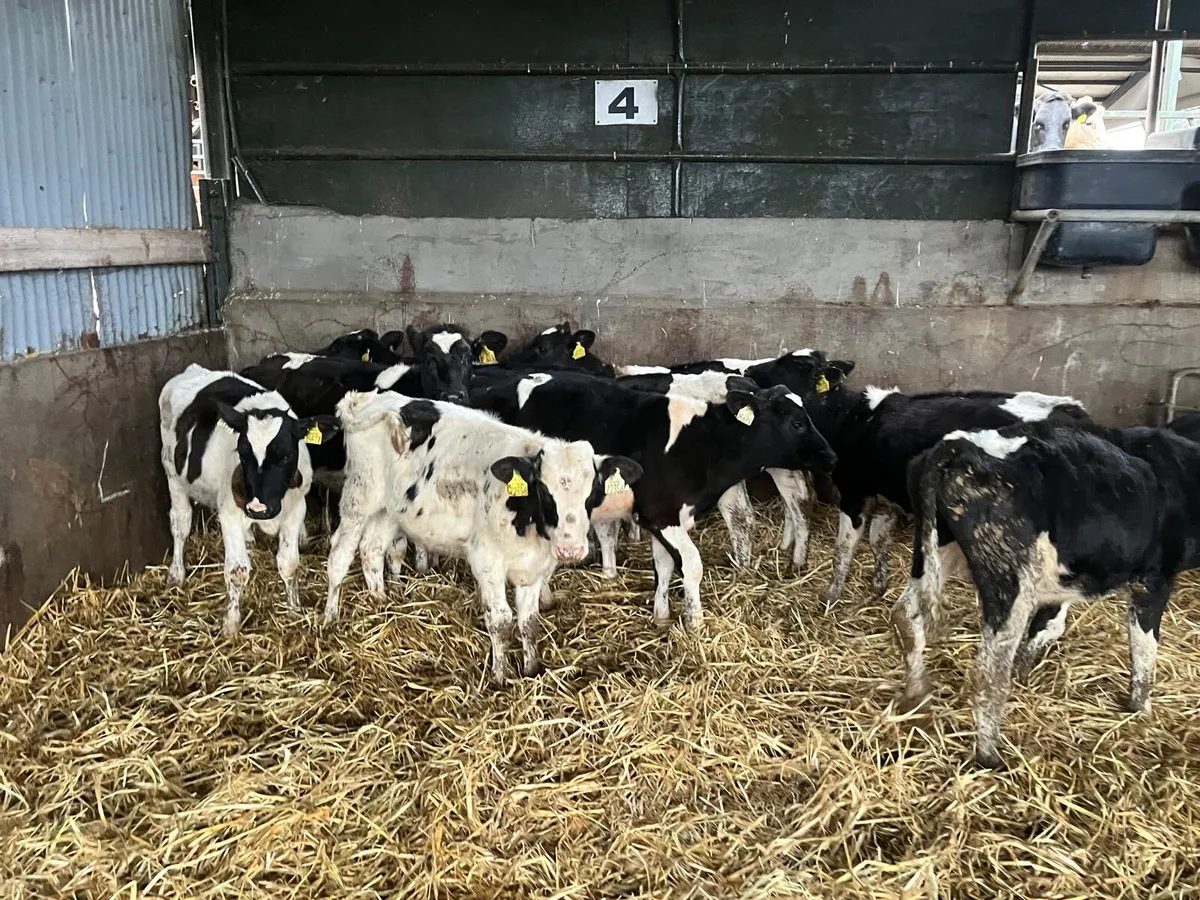15 super British Frisian bull weanlings - Image 4