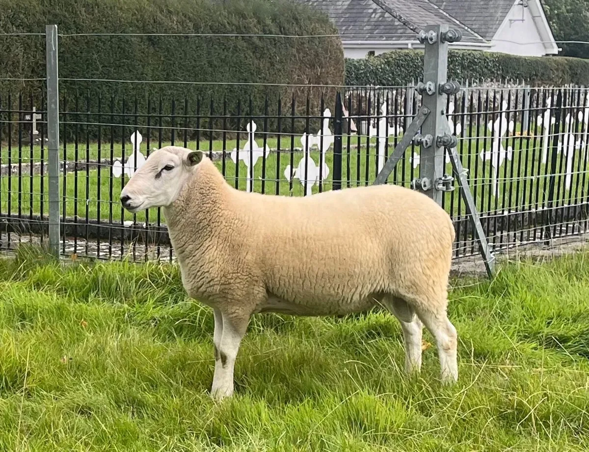 PBR Lleyn Hogget Ram - Image 2