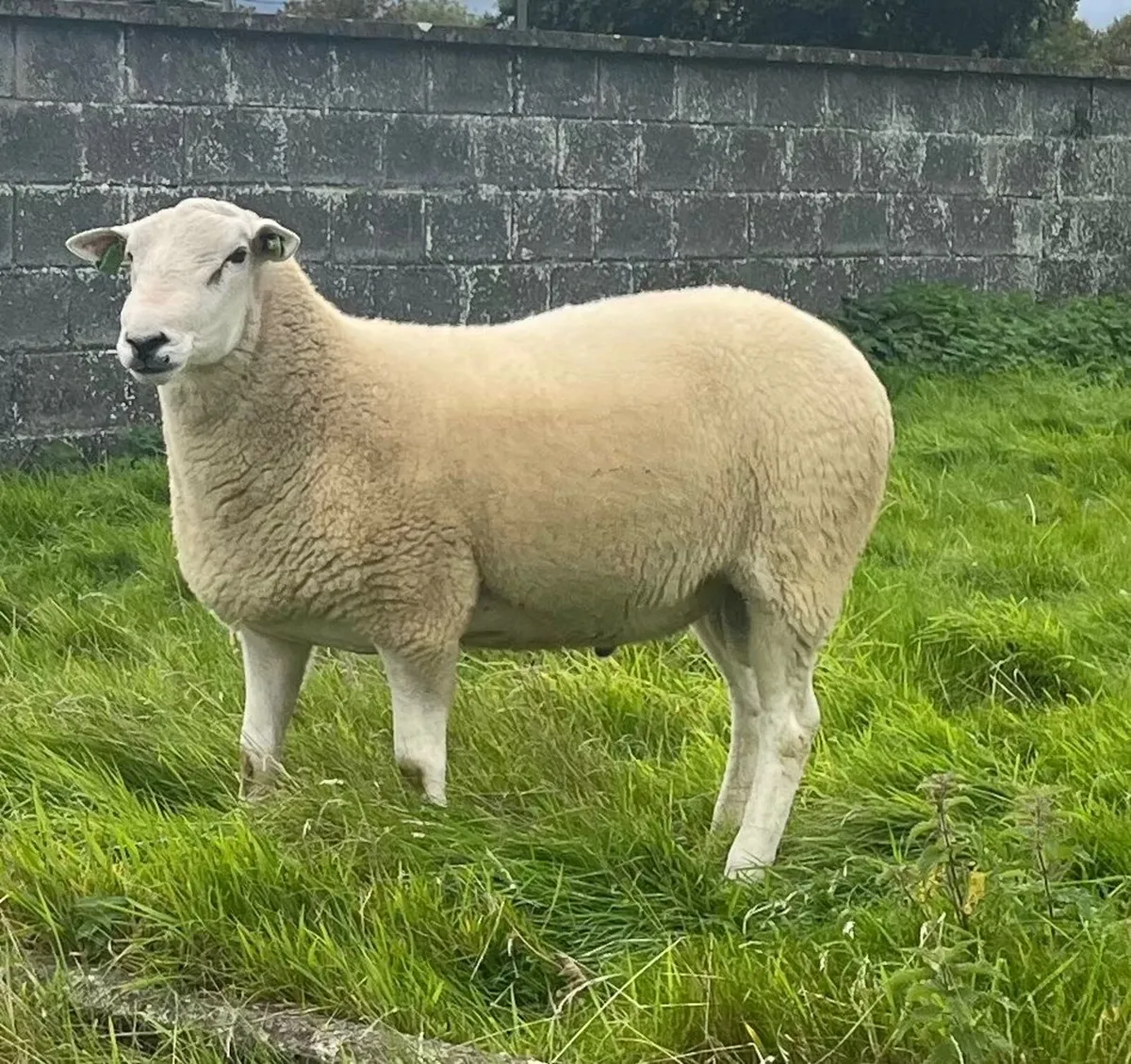 PBR Lleyn Hogget Ram - Image 3