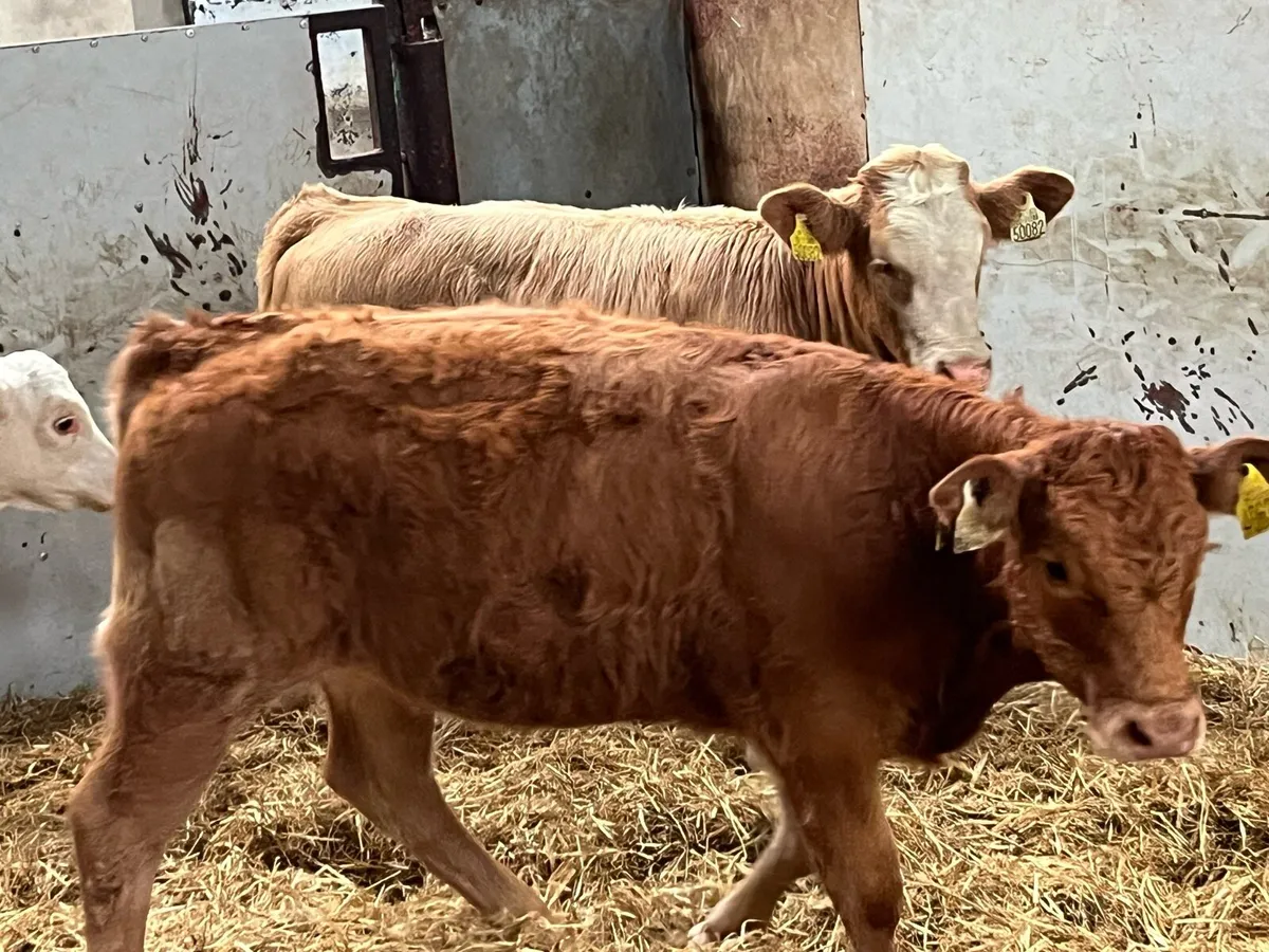 Super 220Kg CH & LIM Heifer Weanlings - Image 1