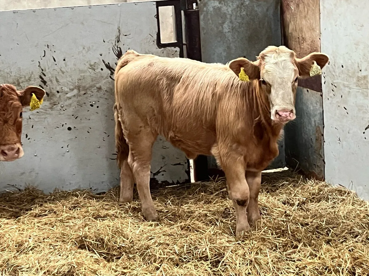 Super 220Kg CH & LIM Heifer Weanlings - Image 2